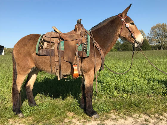 riding mules for sale