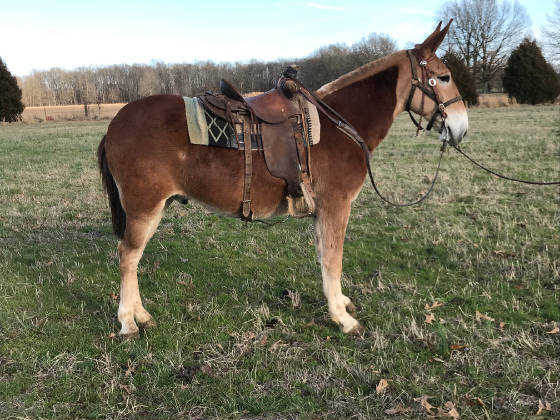 mules for sale near me