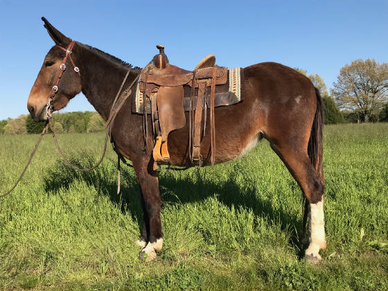 kelso mules for sale