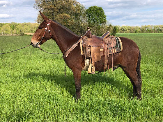 riding mules for sale near me