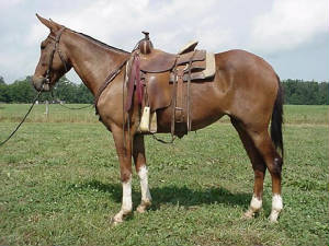 mattieleft.jpg