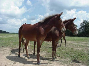 packmules2.jpg