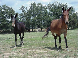 packmules3.jpg