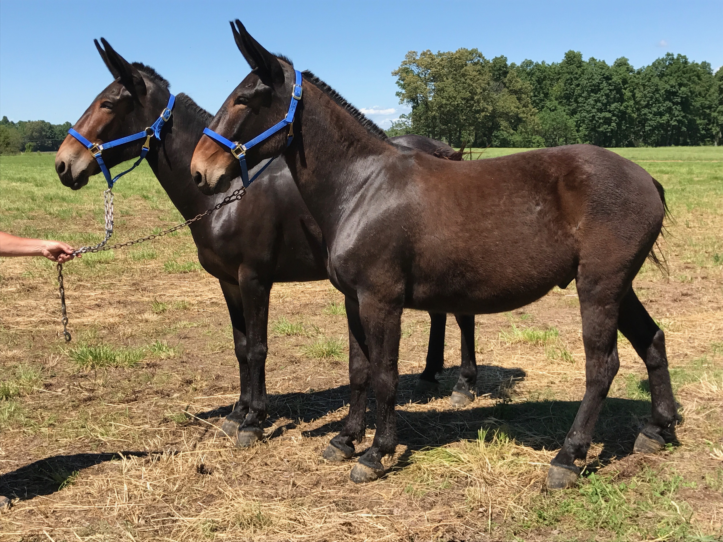 equinenow mules for sale