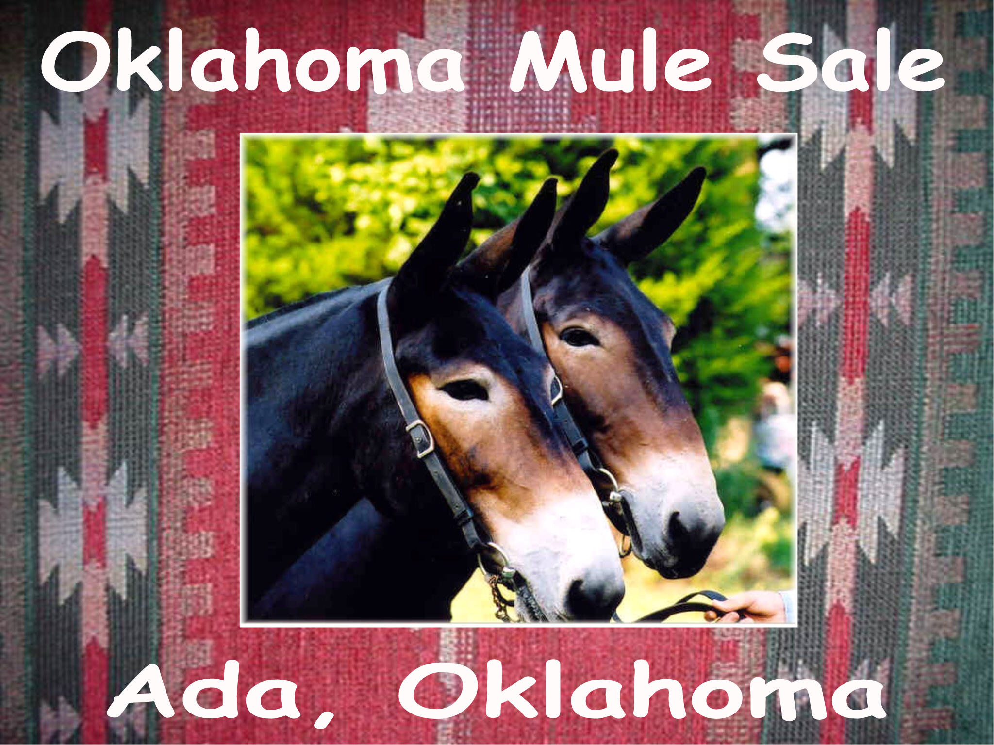 Oklahoma Mule Sale Info