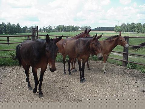 packmules1.jpg