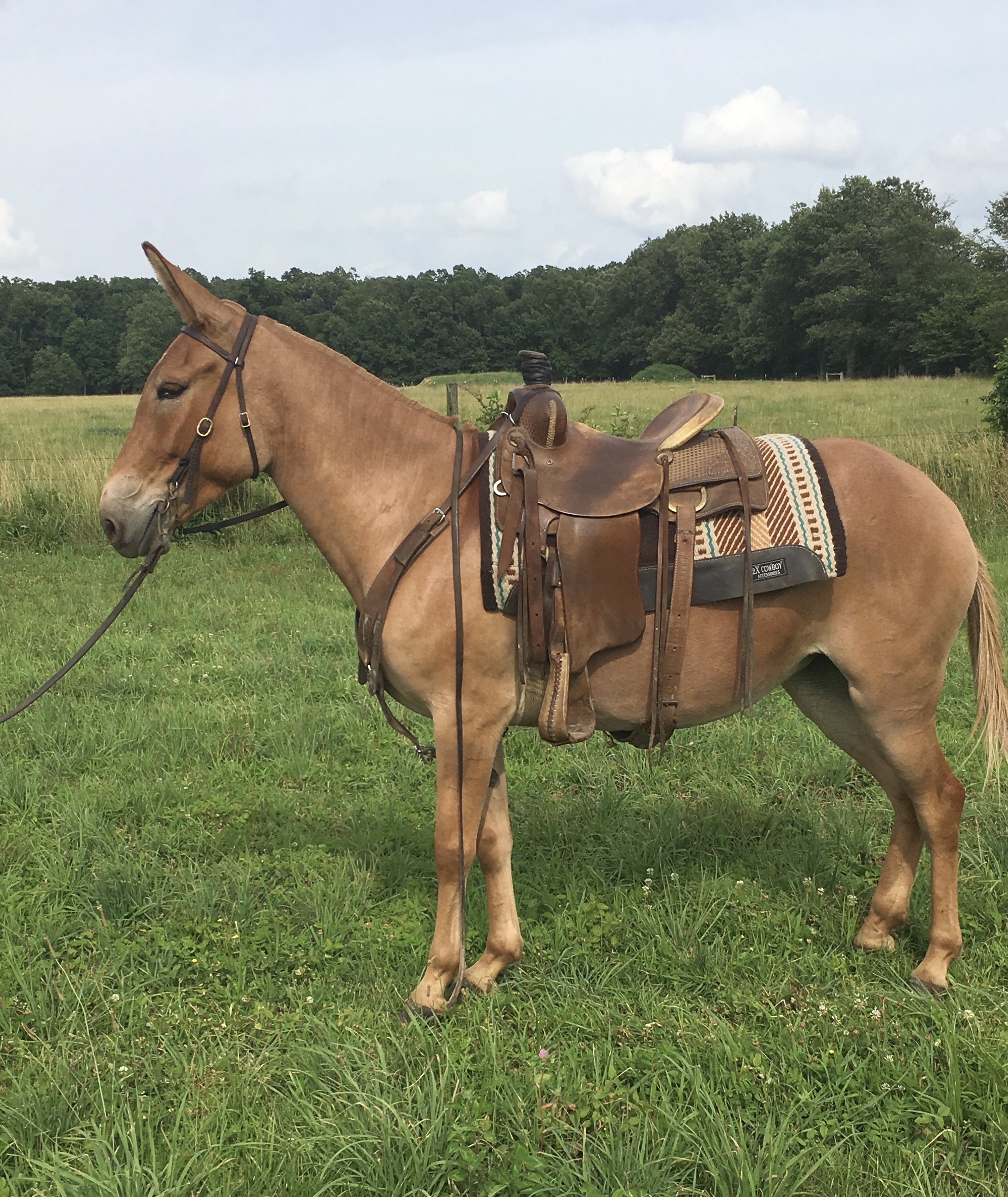 giant draft mules for sale